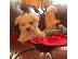 PoulaTo: Cute Maltese Puppies Ready For Sales